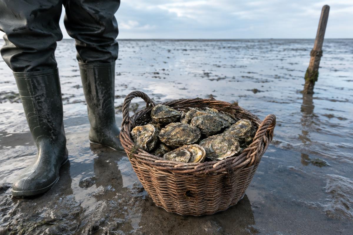 Østersjagt i Danmark – de bedste steder